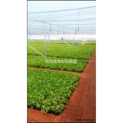 江蘇供應大量月季 月季墻