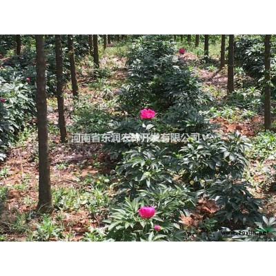 河南樹狀月季，月季價格，南陽月季基地