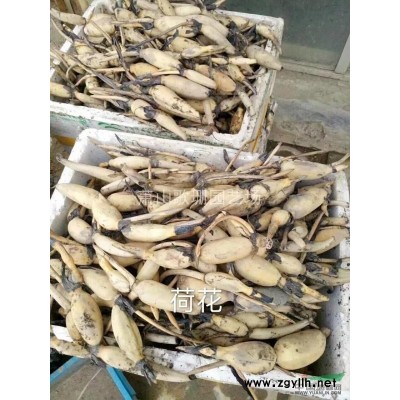 豐花月季藤本月季地栽苗小杯苗