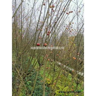 16杯好效果的歐月擺花可以出貨了 顏色剁 葉水好 可以直接擺放的盆花月季