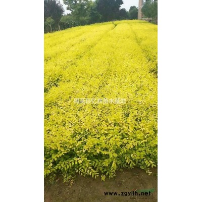 兩年生陜西月季花種植基地 周至月季花優(yōu)質(zhì)營養(yǎng)缽大花特價批發(fā)