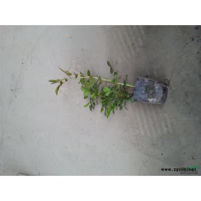 豐花月季【袋苗