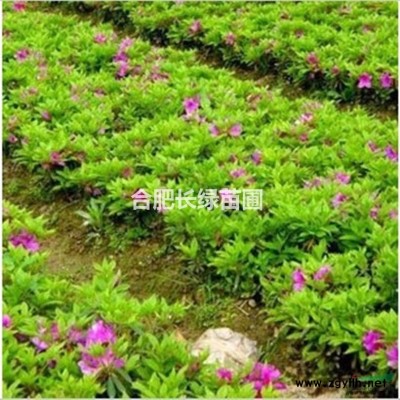 安徽合肥色塊金森女貞小苗，月季，金絲桃，八角金盤，紅花雜醬草