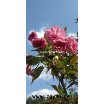 樹狀月季/老樁月季/盆栽月季