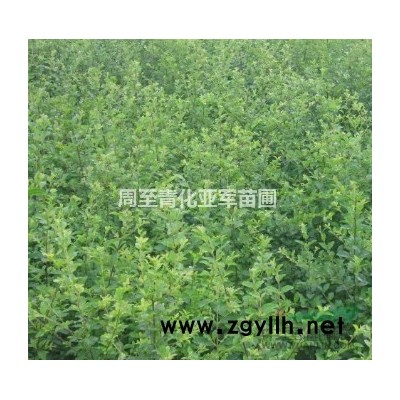 陜西營養(yǎng)缽月季，紅花月季，碗碗豐花月季