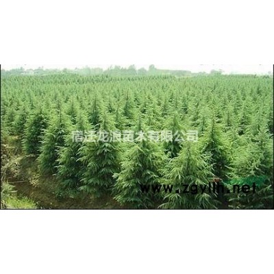 爬藤月季 江蘇爬藤月季行情報價/爬藤月季 江蘇爬藤月季圖片展示