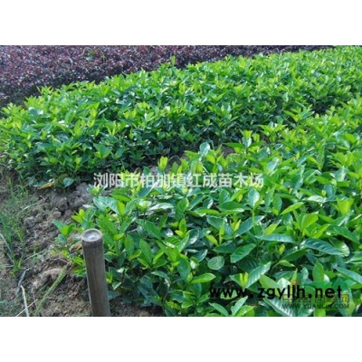 供應(yīng)湖南月季/湖南月季價格/櫻花/櫻花價格/櫻花嫁接技術(shù)