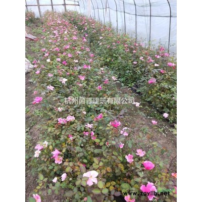 產地直銷，大量各規格月季、豐花月季、紅帽月季、月季圖片