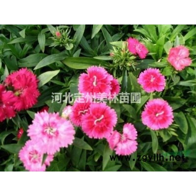 河北定州明遠(yuǎn)苗圃場藤本月季高度40公分批發(fā)價格