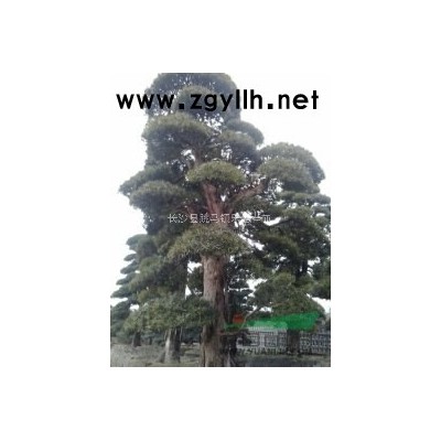 湖南花石榴、湖南月季石榴、花石榴圖片、價額