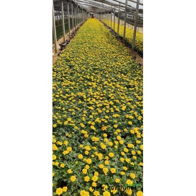 月季，品種大花多色月季，卡羅拉月季，歐月月季，紅帽子月季，..