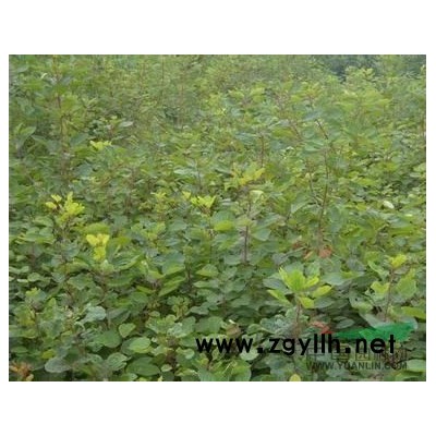 營養缽金葉蕕，營養缽月季，紅瑞木丁香紫葉李碧桃連翹側柏紅葉小