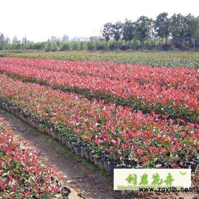 綠化苗木 工程小苗 庭院紅葉石楠小苗 紅葉石楠 四季綠化植物