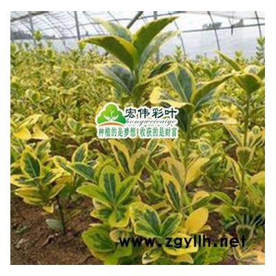 江西宏偉彩葉苗圃出售常綠觀葉灌木 彩葉綠化苗木金冠黃楊苗 新品種彩葉園林綠化包成活