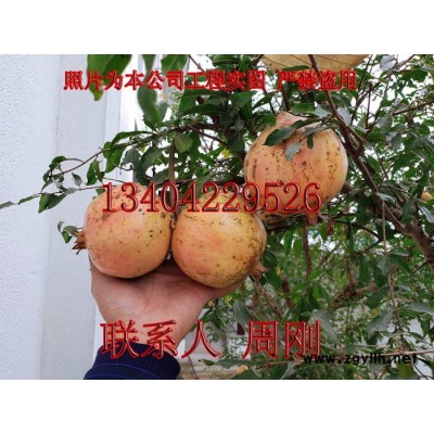 蘇州果樹苗圃基地 石榴樹 橘子樹 枇杷樹 蘇州庭院綠化苗木批發