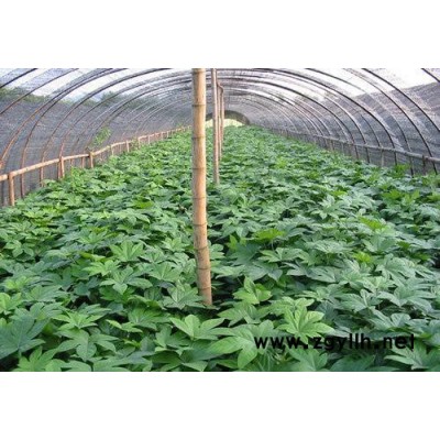 八角金盤(pán)   杯苗   基地直銷(xiāo)  蕭山小苗   綠化苗木  袋苗