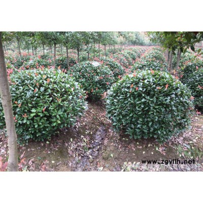 紅葉石楠球 精球  小毛球  袋苗 杯苗蕭山綠化苗木基地