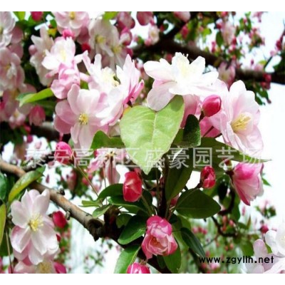 **北美海棠 行道綠化苗木北美海棠 北美海棠價格現(xiàn)貨充足