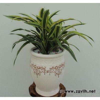 室內外綠化苗木盆栽 其他綠化苗木