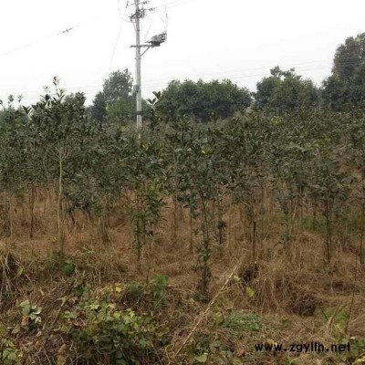 供應(yīng)各種綠化苗木 詳細價格面議