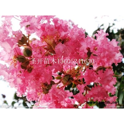 供應紫薇種子，種苗綠化苗木