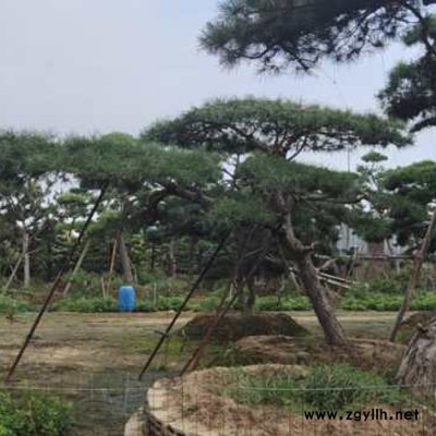 大量供應造型松、油松、平頂松、各種綠化苗木