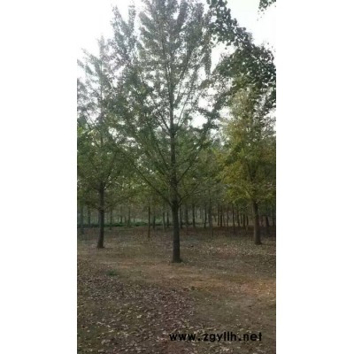 出售銀杏    銀杏樹  綠化苗木 30公分銀杏樹