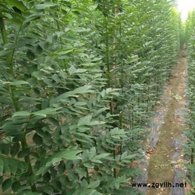 綠化苗木批發(fā) 國(guó)槐樹苗 速生國(guó)槐苗 大小規(guī)格齊全成活高