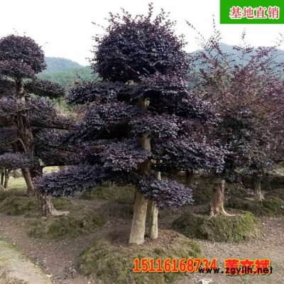 造形古樁紅花繼木 古樁形態(tài)優(yōu)美 規(guī)格齊全 專業(yè)供應綠化苗木