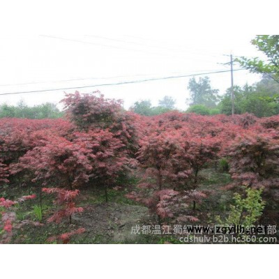 四川苗木 高桿桂花 紅花紫薇 綠化苗木供應基地