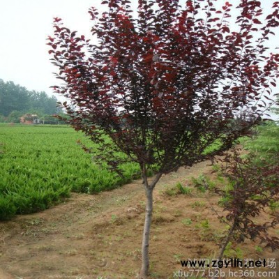 紫葉李 紫葉李樹(shù)苗 紅葉李 紫葉李小苗 供應(yīng)綠化苗木 喬木