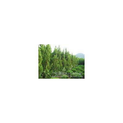 榆林華旭工貿綠化苗木沙地柏云杉油松旱柳出售