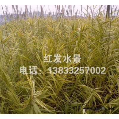 宏發基地**綠化苗木水生植物蘆葦培育蘆葦苗品種齊全