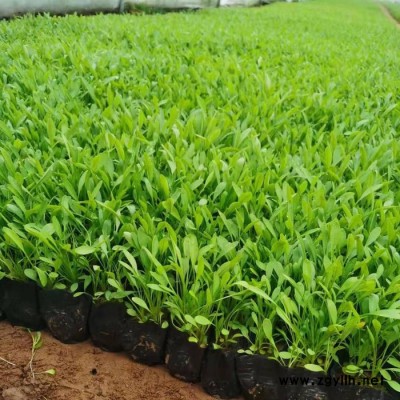 木一花卉 綠化苗木宿根花卉金雞菊 室內外各種花卉批發采購