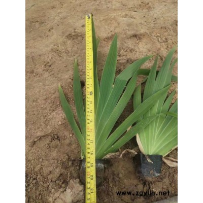 木一花卉 老燕尾 園林綠化苗木場各種花卉批發采購