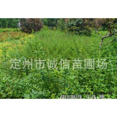 保定迎春 河北迎春  迎春綠化苗木  迎春批發