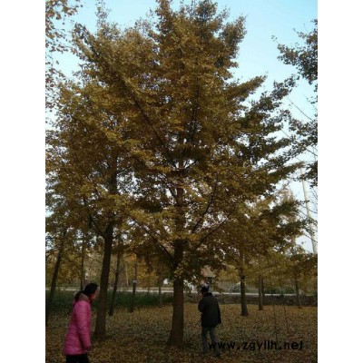 出售銀杏樹    規格2-80公分銀杏樹  綠化苗木 山東銀杏樹