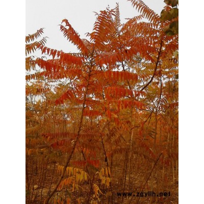 供應(yīng) 河北金銀花苗 綠化苗木 國槐基地 香花槐基地 法桐基地 白蠟基地 占地苗木 枸杞苗木 毛白楊 新疆楊 柳樹 合歡