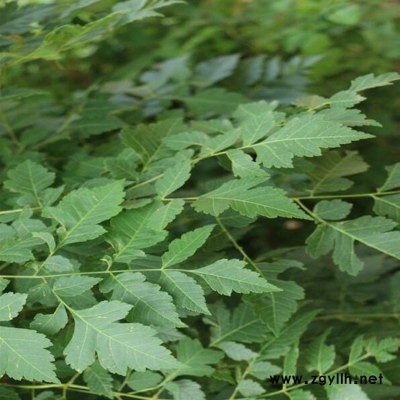 基地供應綠化苗木批發 欒樹 欒樹價格 規格全 黃山欒樹