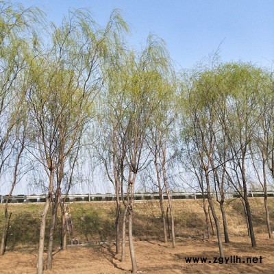 基地供應(yīng)綠化苗木垂柳 綠化工程 行道樹 庭院專用