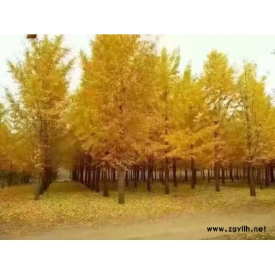 供應  綠化苗圃  山東   銀杏樹 其他綠化苗木 山東銀杏樹