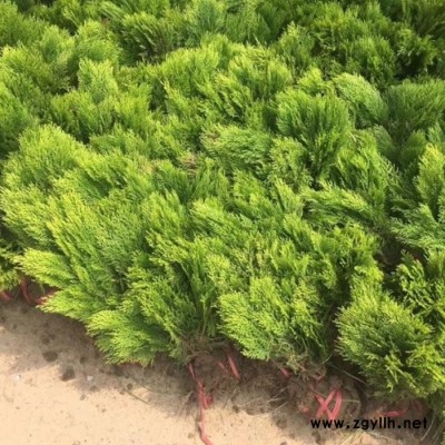 園林綠化苗木 彩色樹種 灑金柏樹苗 灑金柏苗 四季常青樹 庭院植物花卉