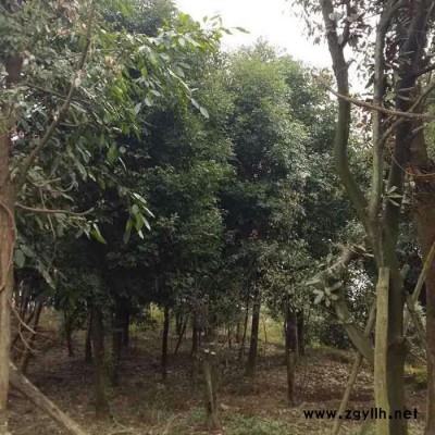 各種綠化苗木批發(fā) 詳細價格面議