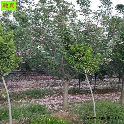 供應(yīng)大量櫻花樹  帶土球發(fā)貨 綠化苗木風景樹 3 4 6 8公分櫻花樹苗  成活率高 日本櫻花樹