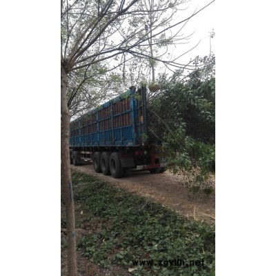 河北出售日本櫻花**日本櫻花工程苗 綠化苗木價格