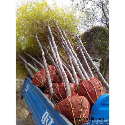 定州出售大喬木類大葉垂榆 綠化苗木大葉垂榆基地