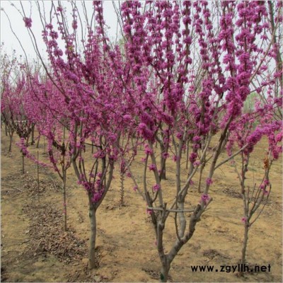 基地直銷(xiāo)園林工程綠化苗木紫荊  基地直銷(xiāo) **紫荊苗 **價(jià)廉