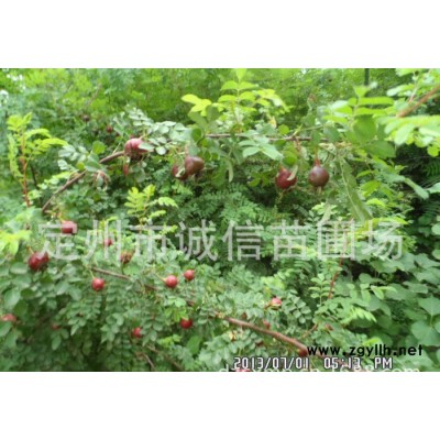 河北誠信苗圃大量供應綠化苗木黃刺玫  黃刺玫價格 黃刺玫苗木基地