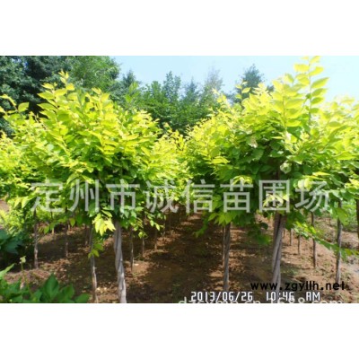 誠信苗圃朔州大量金葉榆；紫葉風箱果；綠化苗木