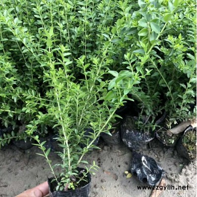 苗圃大量供應綠化苗木 水臘苗 量大優惠水蠟苗價格